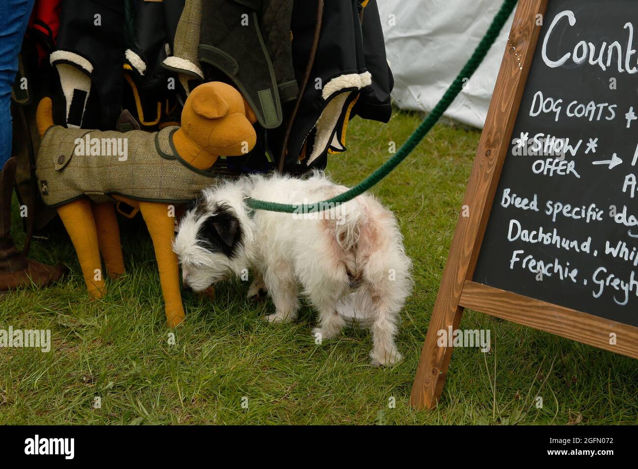 A Jack Russell investigates a stuffed dog mannequin at the Dogstival, festival for dogs at Pylewell Park near Lymington, in the New Forest, UK Saturda Stock Photo