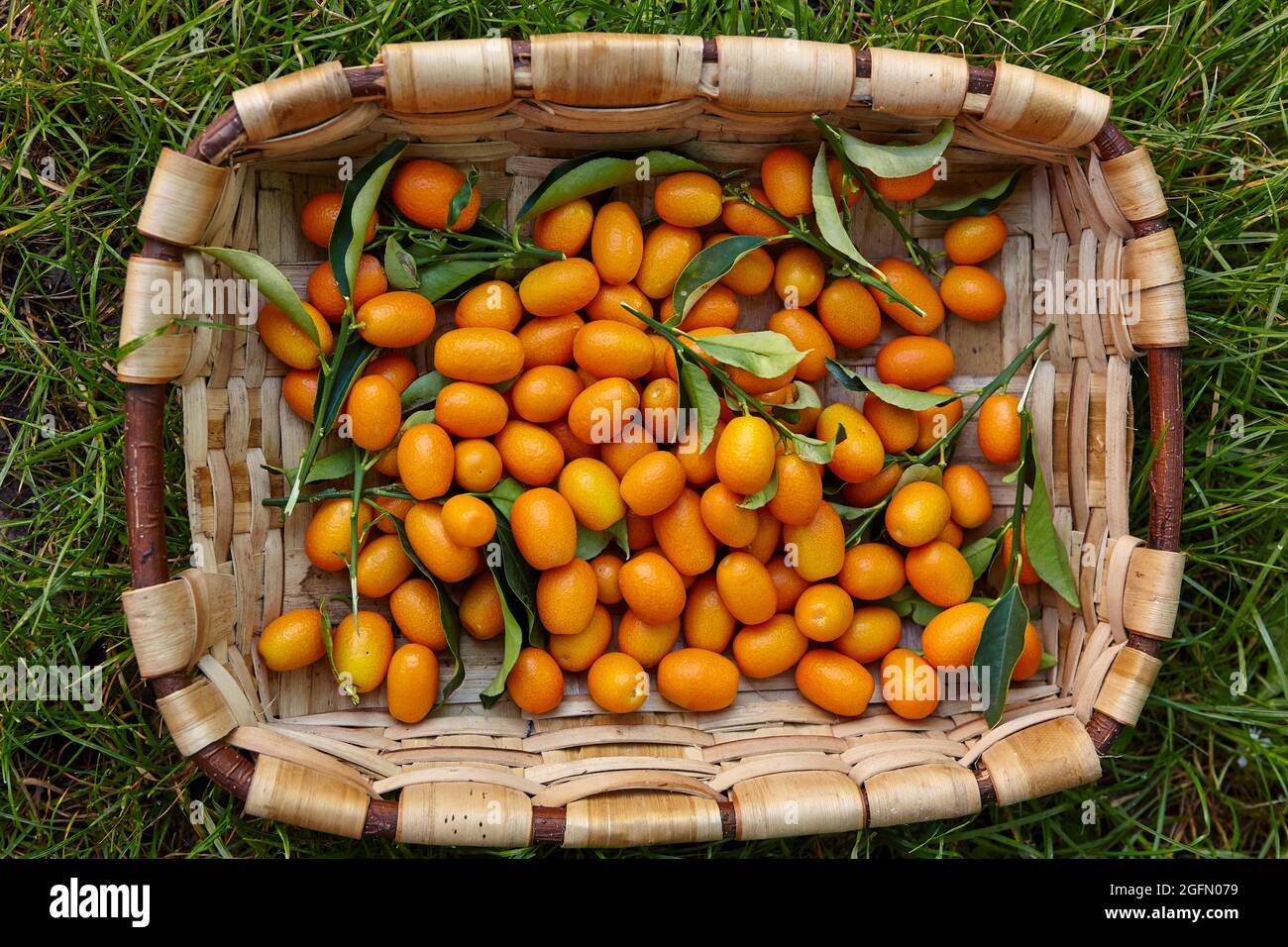 Basket of freshly picked Kumquats Stock Photo