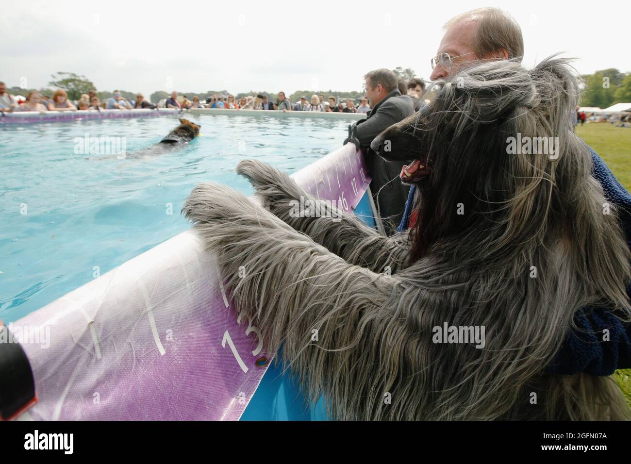 Am afghan hound watches another dog swim in the pool at Dogstival, festival for dogs at Pylewell Park near Lymington, in the New Forest, UK Saturday 1 Stock Photo