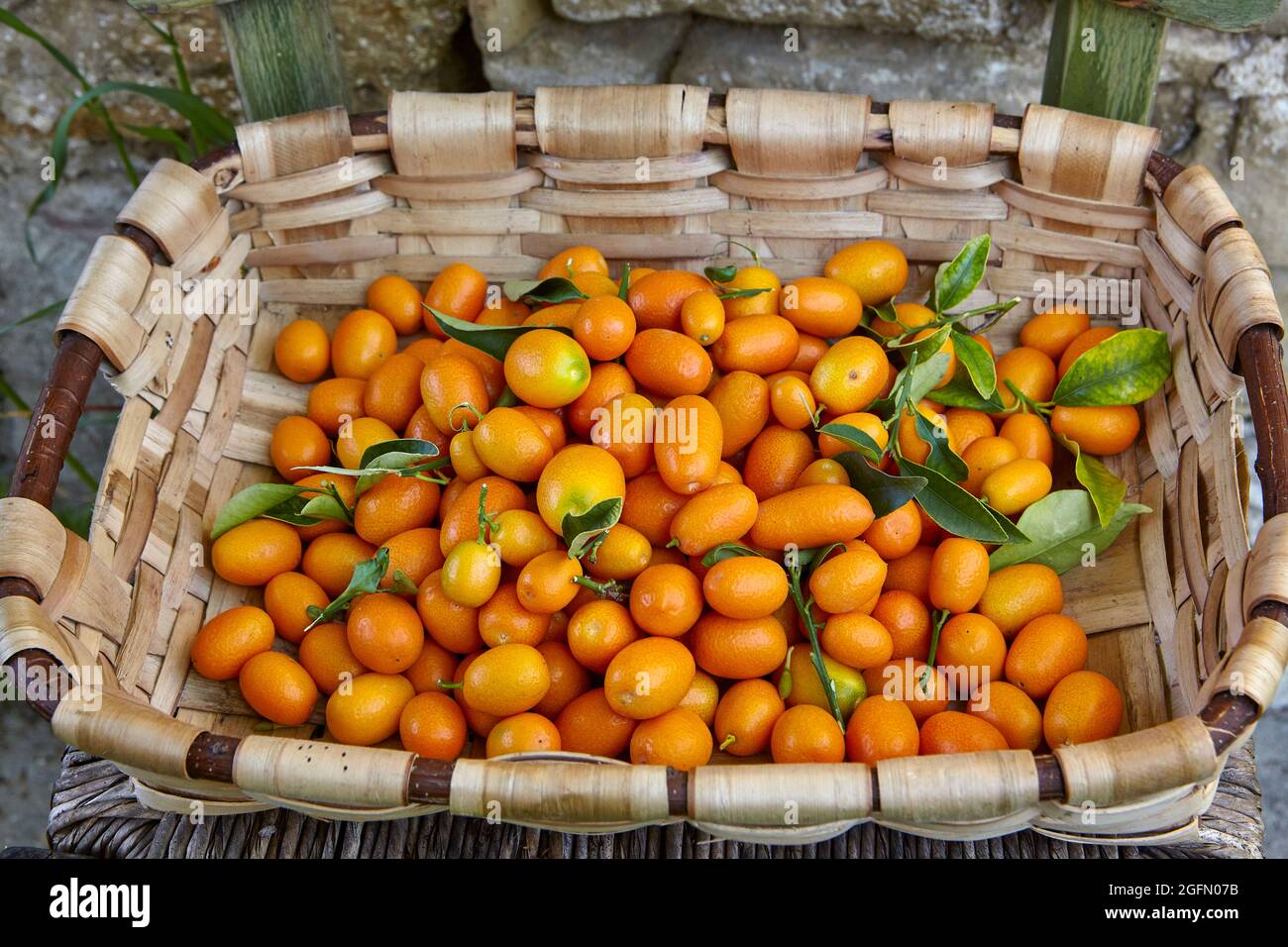 Basket of freshly picked Kumquats Stock Photo