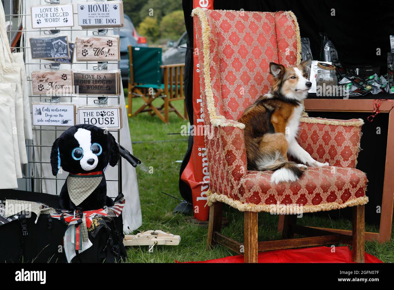 Welsh collie, Paisley sits on a chair in the exhibition stands at Dogstival, festival for dogs at Pylewell Park near Lymington, in the New Forest, UK Stock Photo