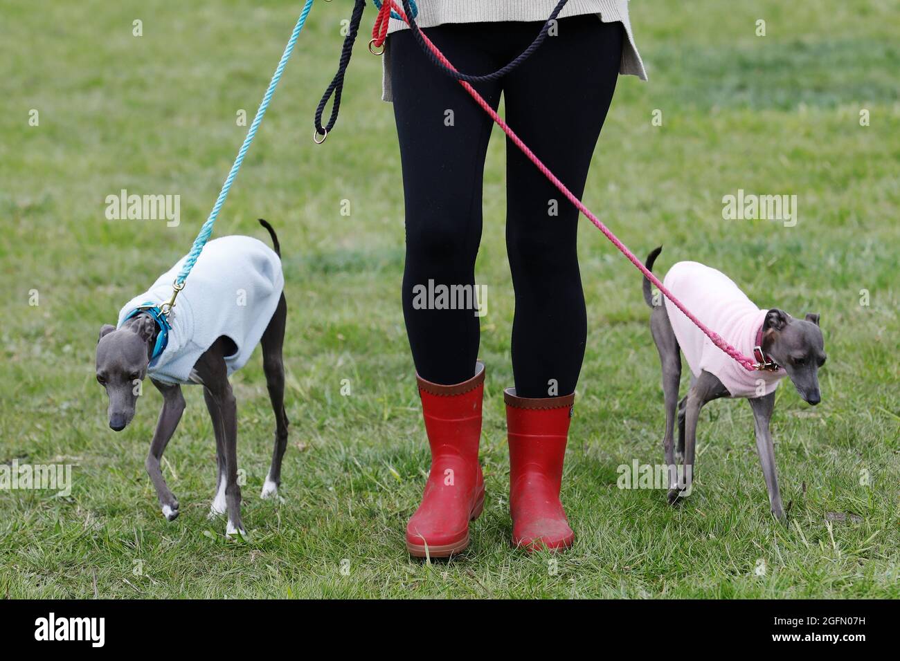 An owner walks her whippets  at Dogstival, festival for dogs at Pylewell Park near Lymington, in the New Forest, UK Saturday 18 May, 2019. Presenter a Stock Photo