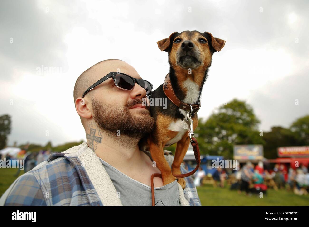 Archie, a Jack Russell sits on owner Mark Awsome's shoulder whilst they visit Dogstival, festival for dogs at Pylewell Park near Lymington, in the New Stock Photo