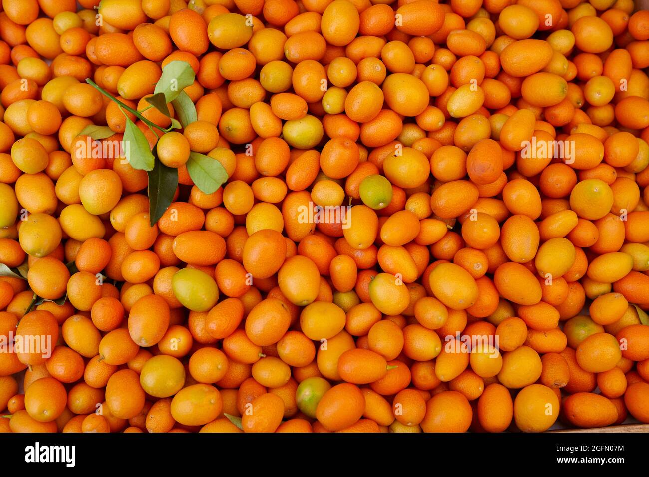 Display of freshly picked kumquats Stock Photo