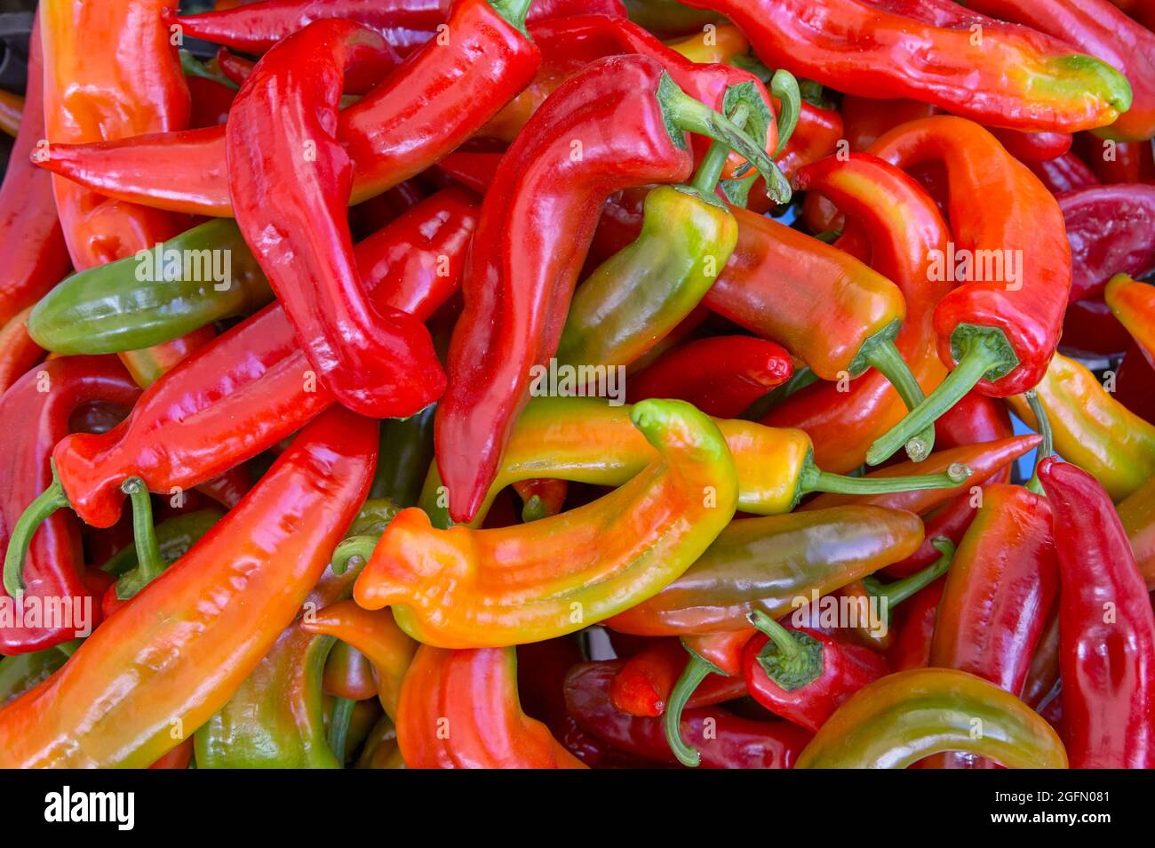 Display of Cristal French chili peppers known as the “Foie Gras” of the pepper world Stock Photo