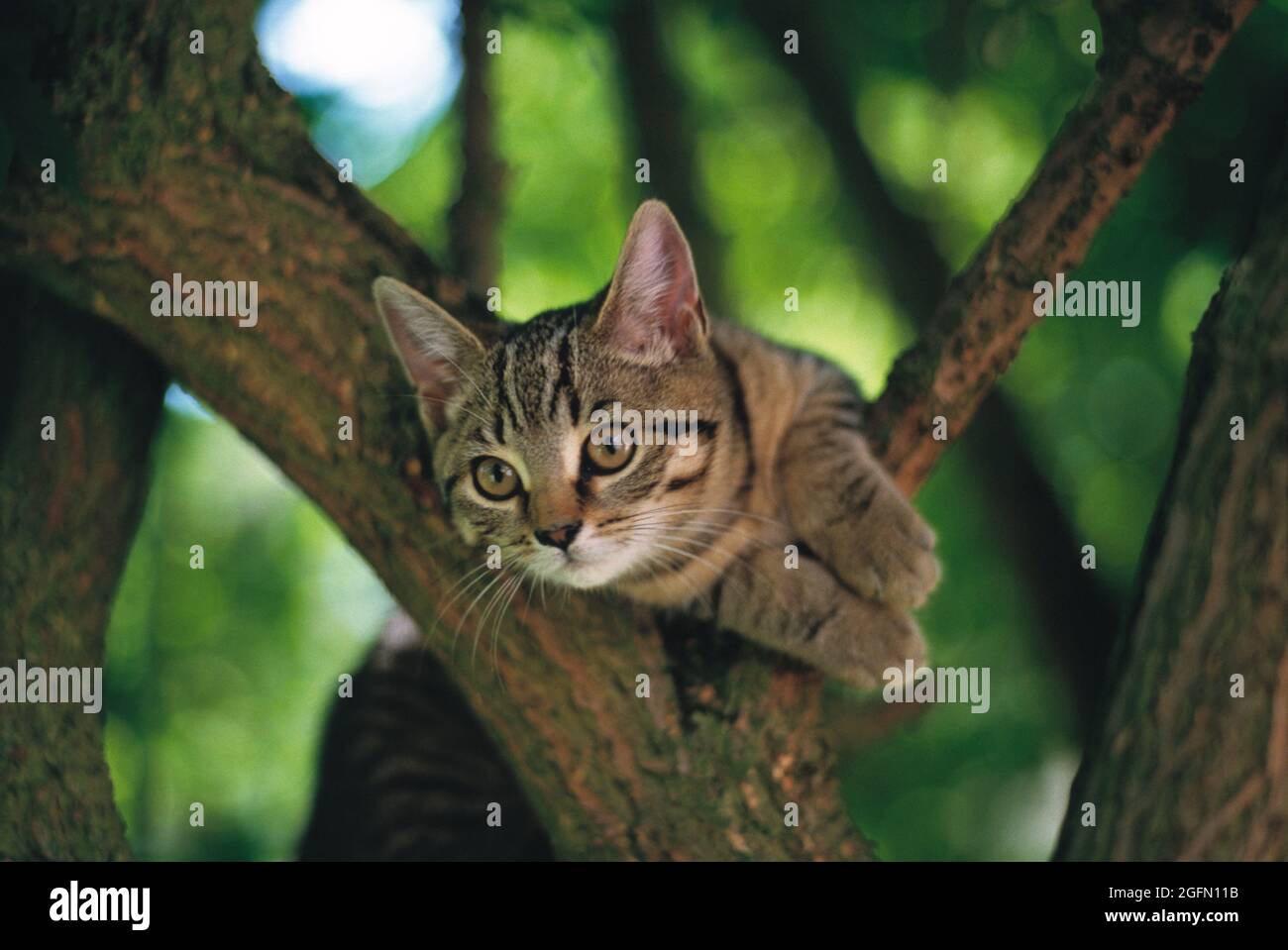 Animals. Tabby Cat outdoors up a tree. Stock Photo