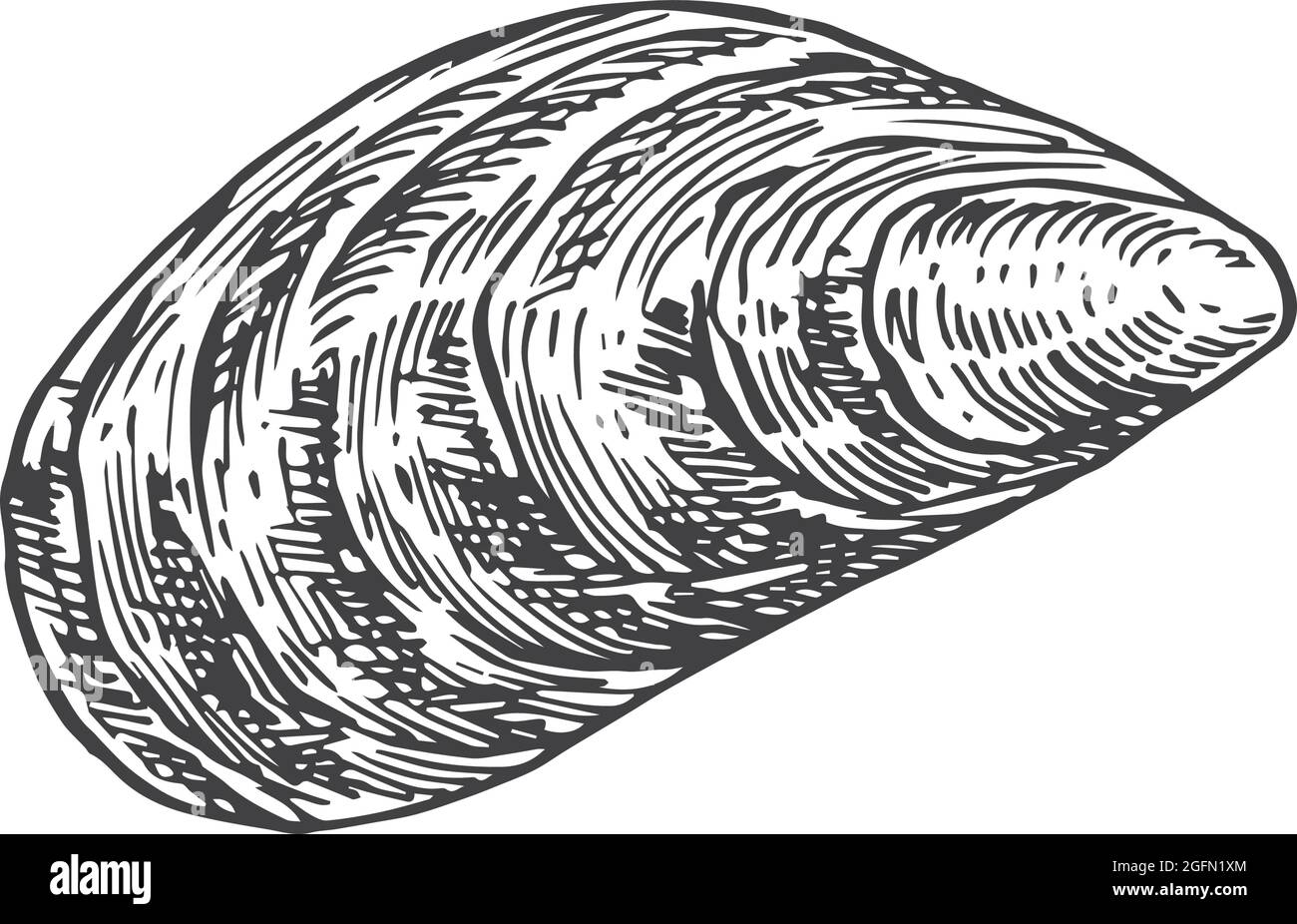 Hand Drawn Closed Mussel Shell Vector Illustration. Abstract Seafood
