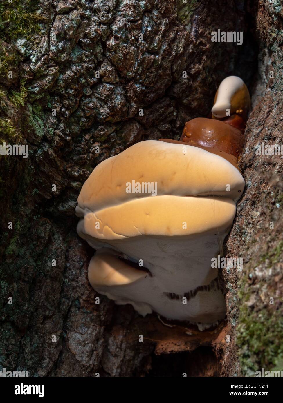 Ganoderma resinaceum on tree trunk. Rare poroid fungus. Stock Photo