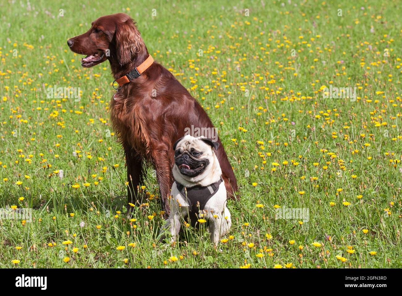 Beautiful, shiny Irish Setter and a little pug sit together on a flower meadow in the sun. Dogs couldn't be more different Stock Photo