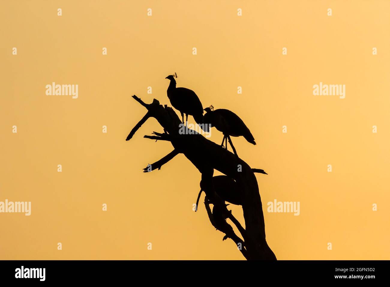 Indian peafowls perched on a dead tree against a yellow sky in the Keoladeo National Park in India Stock Photo