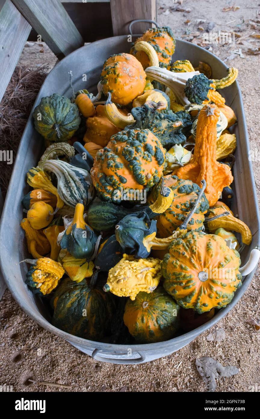 A large collection of different varieties of ornamental gourds piled in