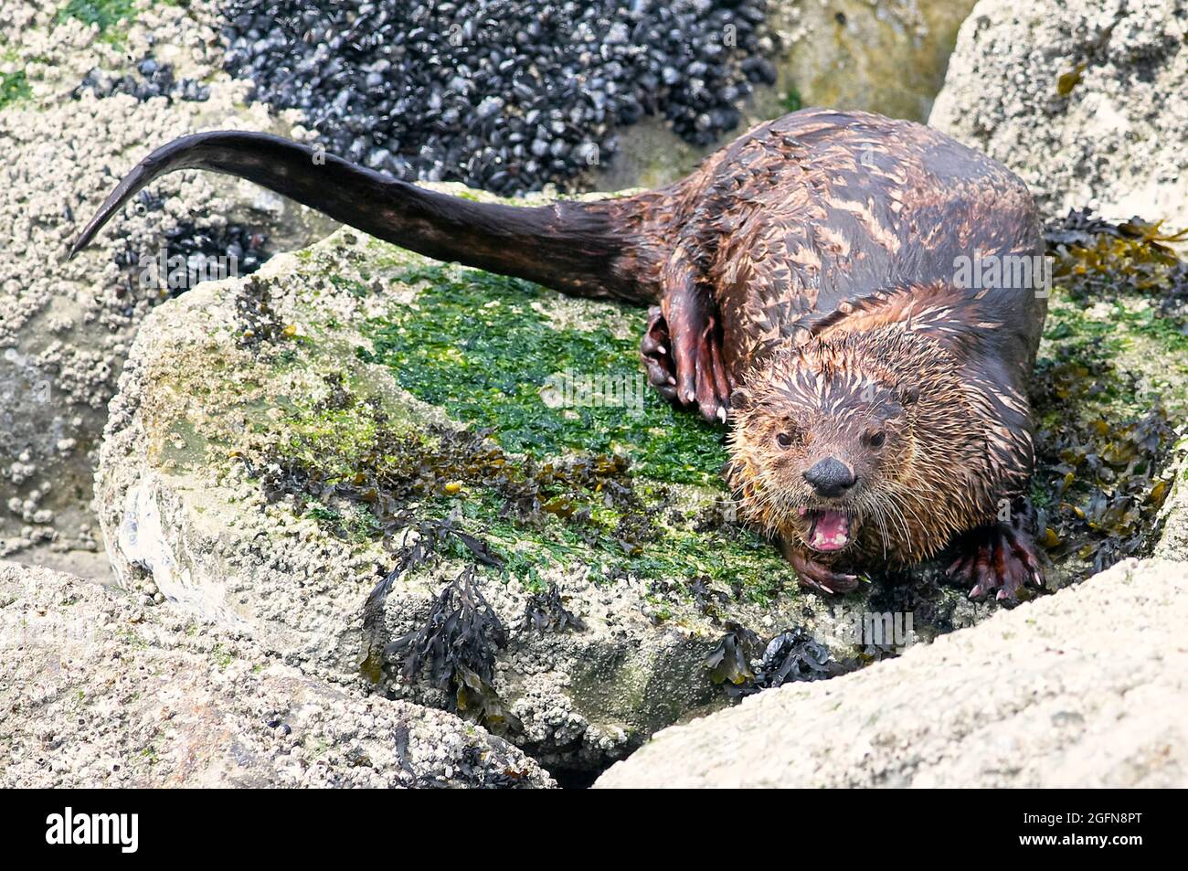 North American river otter (Lontra canadensis) on rocks with barnacles. Stock Photo