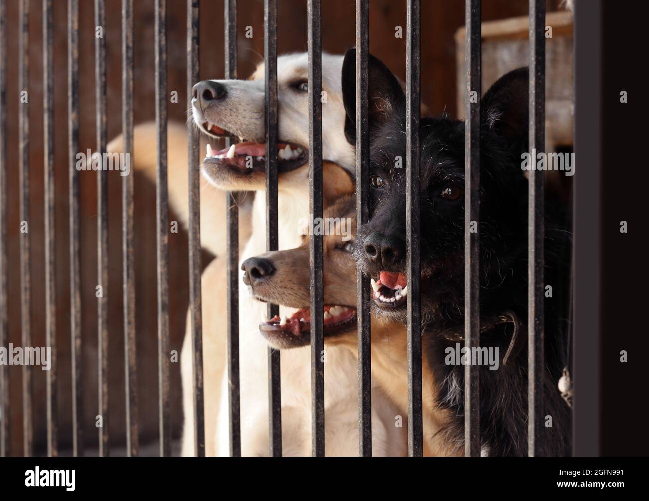 Homeless dogs in animal shelter cage Stock Photo - Alamy