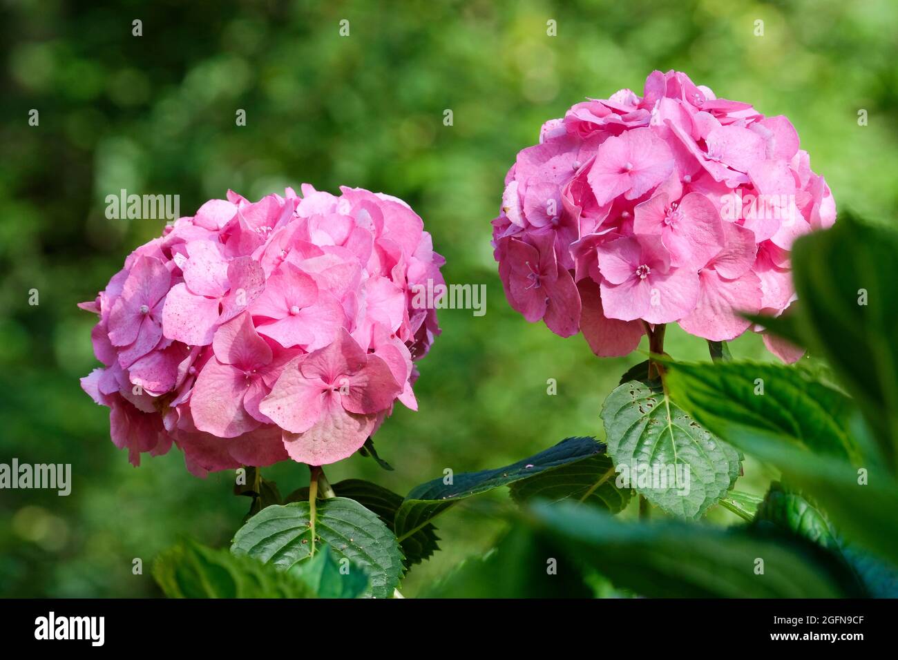 Hydrangea macrophylla Hamburg, Hydrangea Raham, mophead flowers which