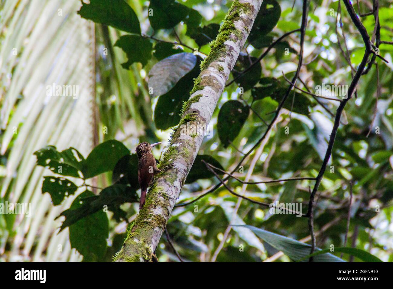 Ivory-billed woodcreeper Xiphorhynchus flavigaster in Cockscomb Basin Wildlife Sanctuary, Belize. Stock Photo