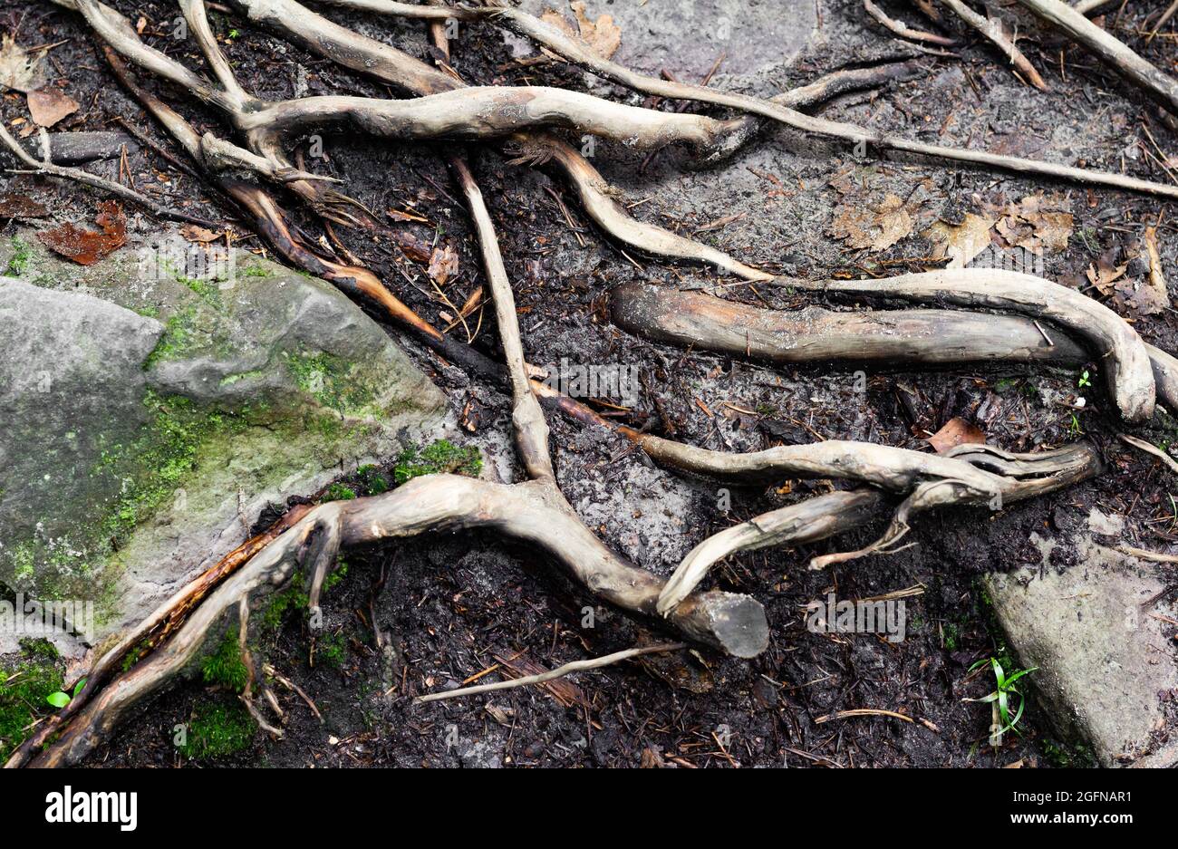 Forest ground roots texture hi-res stock photography and images - Alamy