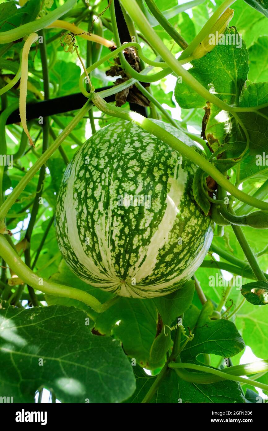 Fig-leaf gourd, Malabar gourd, cidra, Cucurbita ficifolia, shark fin gourd or shark fin melon, ripe fruit growing vine Stock Photo