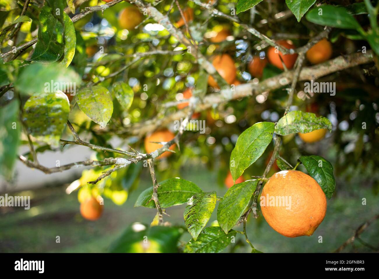 Clove lemon tree (Citrus bigaradia) with fruit on the foot, in the background other lemons and tree branches Stock Photo