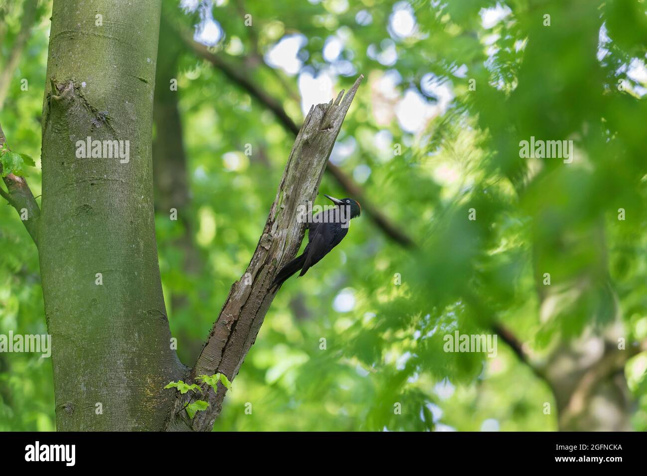 Black woodpecker (Dryocopus martius) female foraging on beech tree in forest in spring Stock Photo