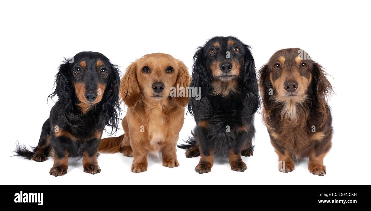 Closeup of four adult bi-colored longhaired wire-haired Dachshund dogs ...