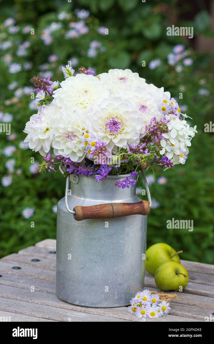 decoration with white and purple dahlia flowers in vintage milk can Stock Photo