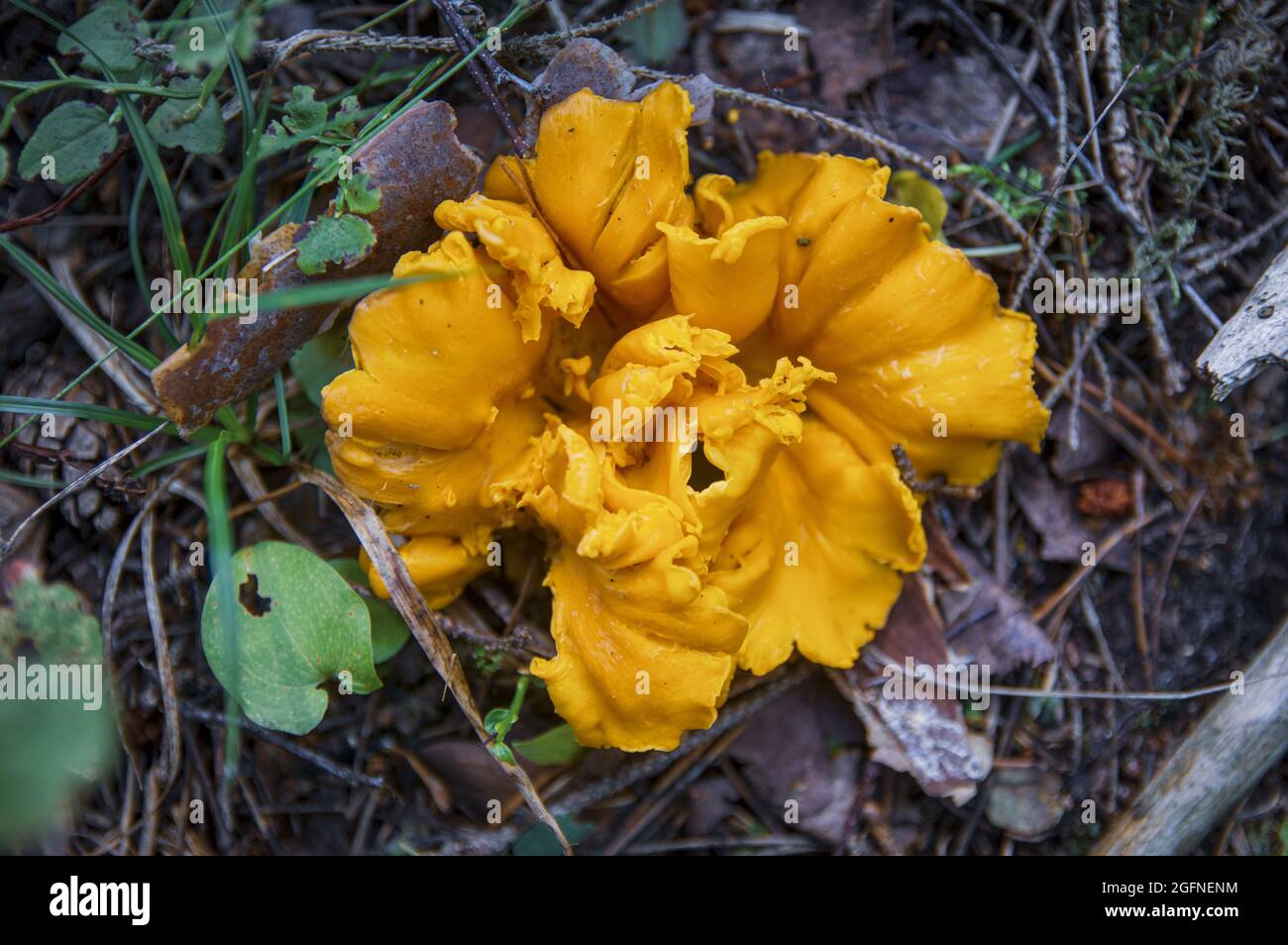 Beautiful texture of a yellow large wavy chanterelle mushroom's head in a dark Latvian autumn forest Stock Photo