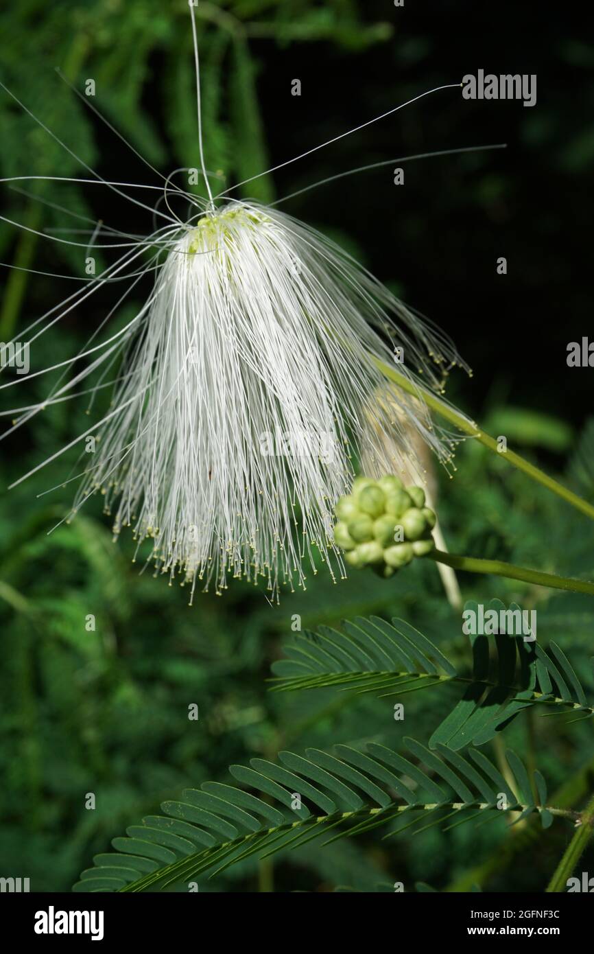Persian silk tree flower with a natural background Stock Photo Alamy