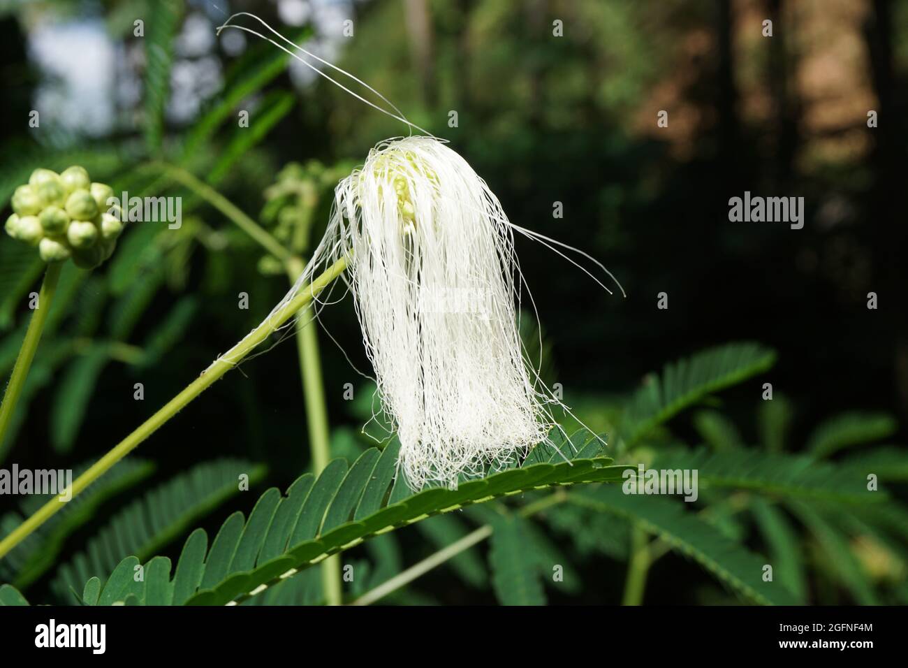 Persian silk tree flower with a natural background Stock Photo Alamy