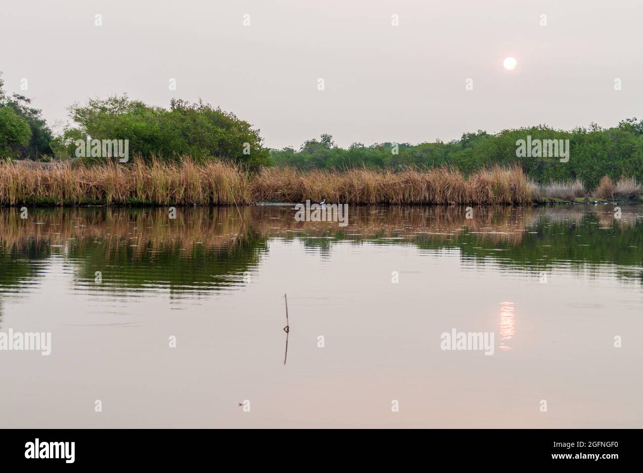 Wetlands of the wildlife reserve Biotopo Monterrico-Hawaii, Guatemala Stock Photo