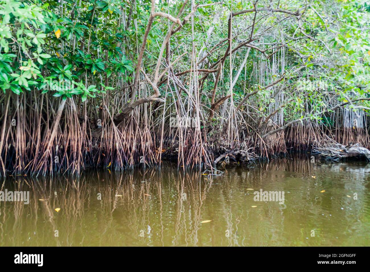 Mangrovs in the wildlife reserve Biotopo Monterrico-Hawaii, Guatemala Stock Photo