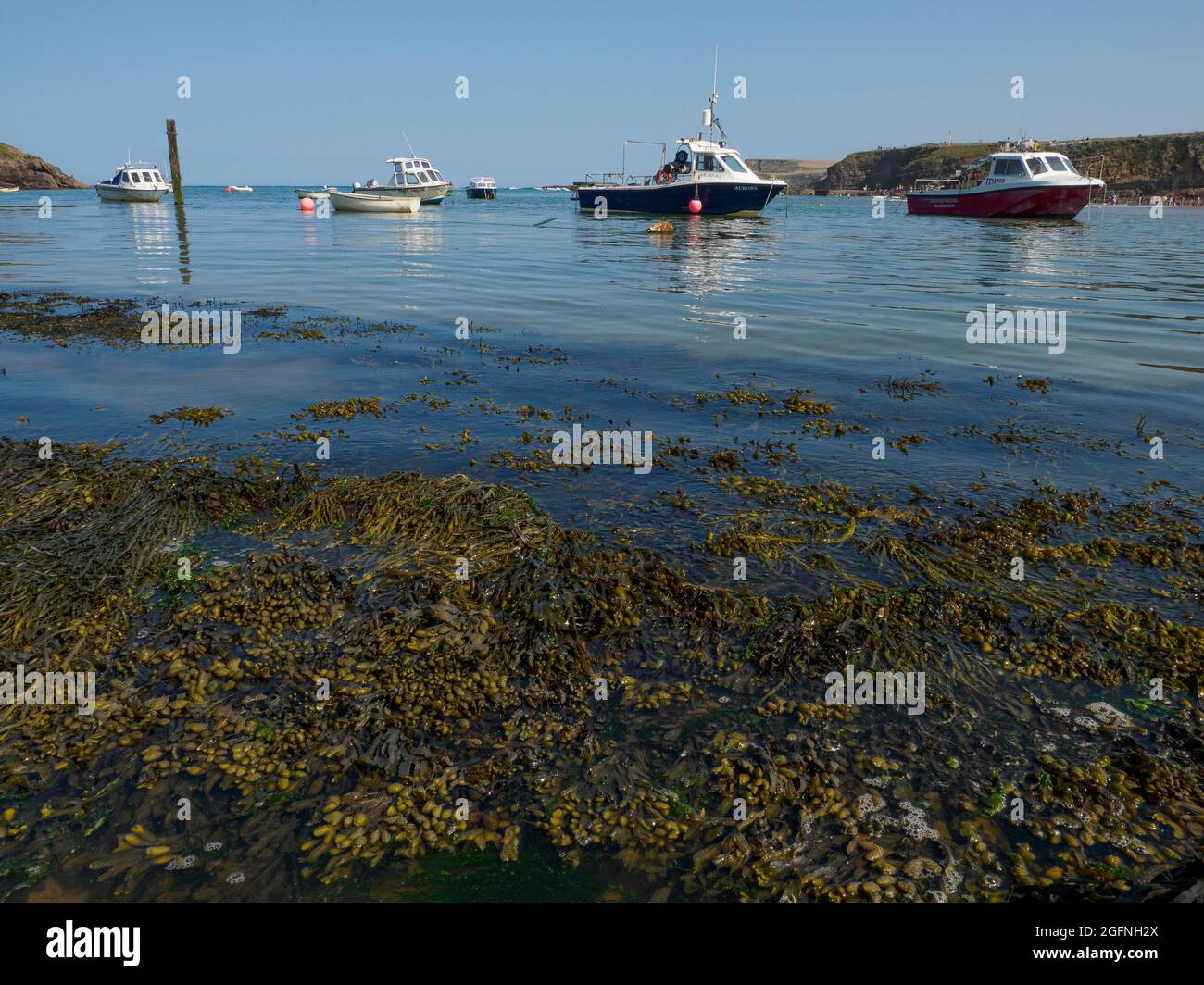 Seaweed in a tidal harbour, Bude, Cornwall, UK Stock Photo