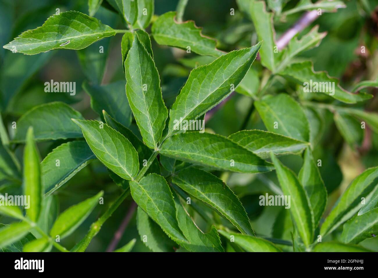 sambucus-nigra-leaves-stock-photo-alamy