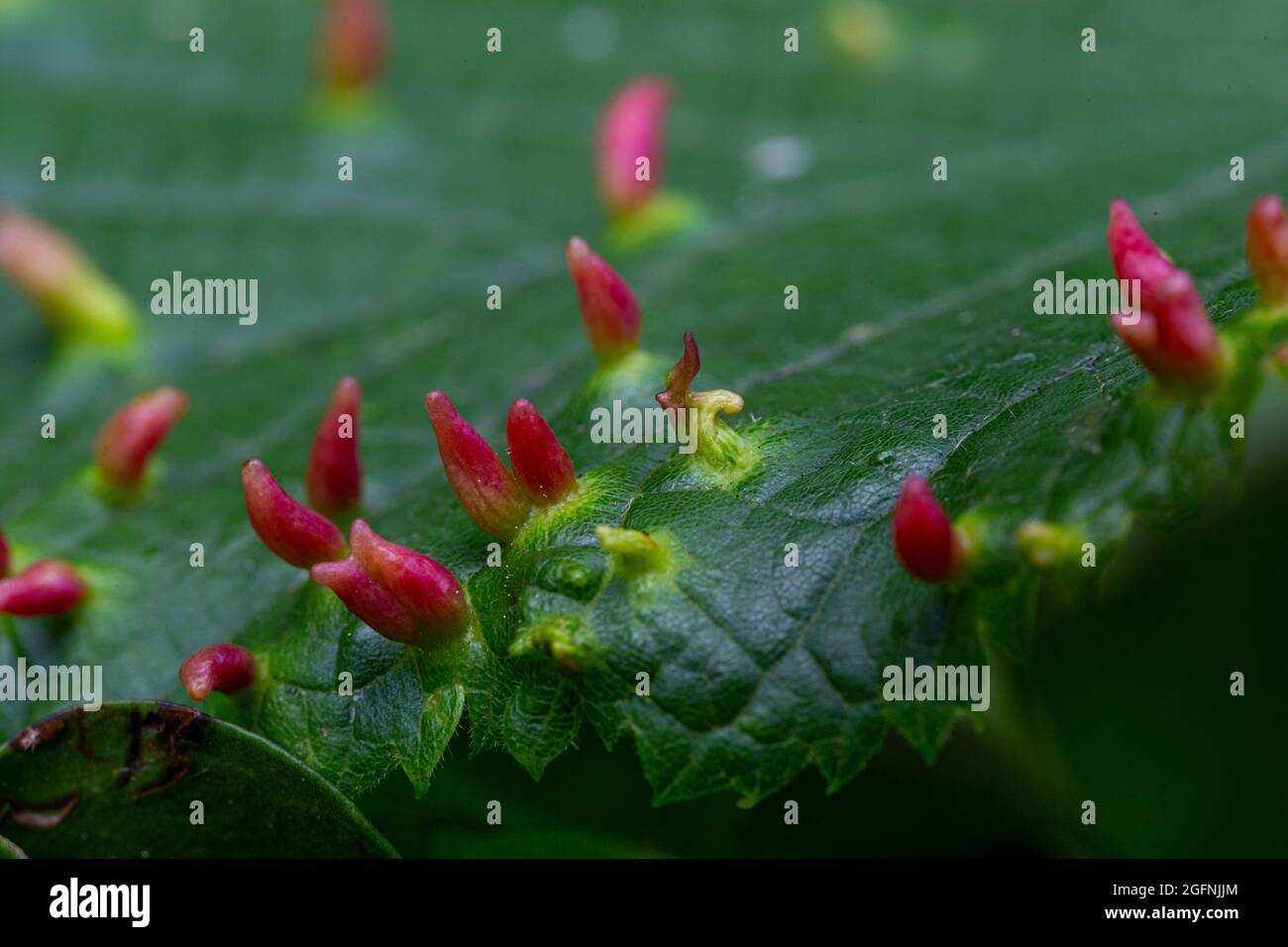 Eriophyes tiliae on Tilia platyphyllos leaf Stock Photo