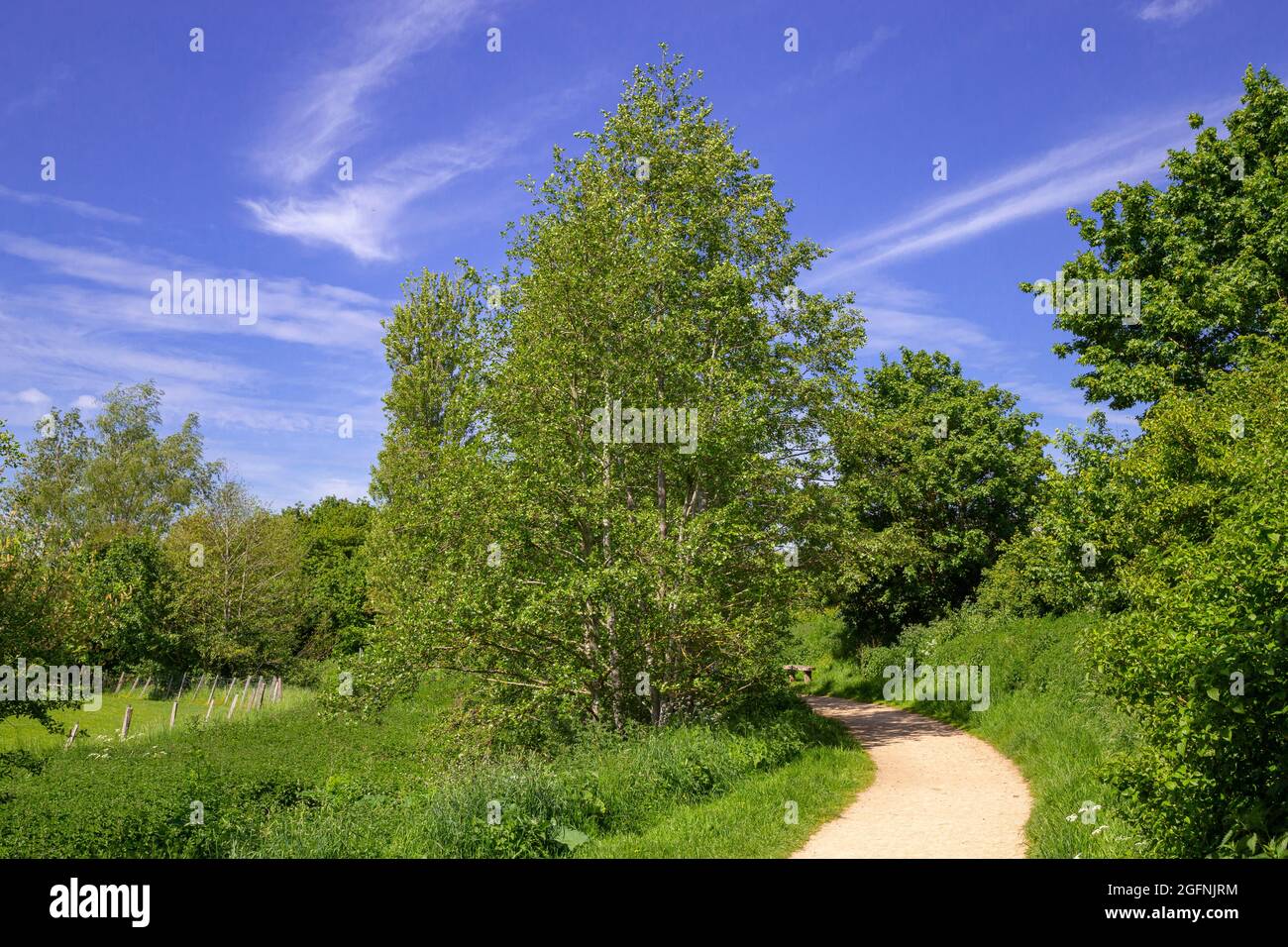 Alnus Glutinosa Growing Beside A River Walk Path Stock Photo Alamy