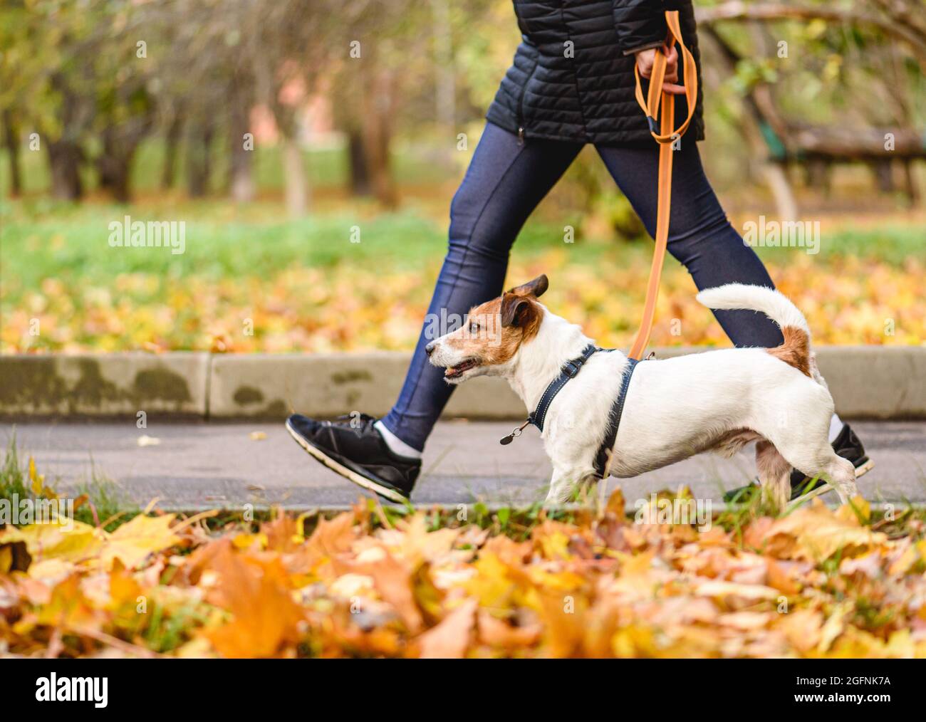 Well trained dog walking on loose leash next to owner in autumn park on warm sunny day Stock Photo
