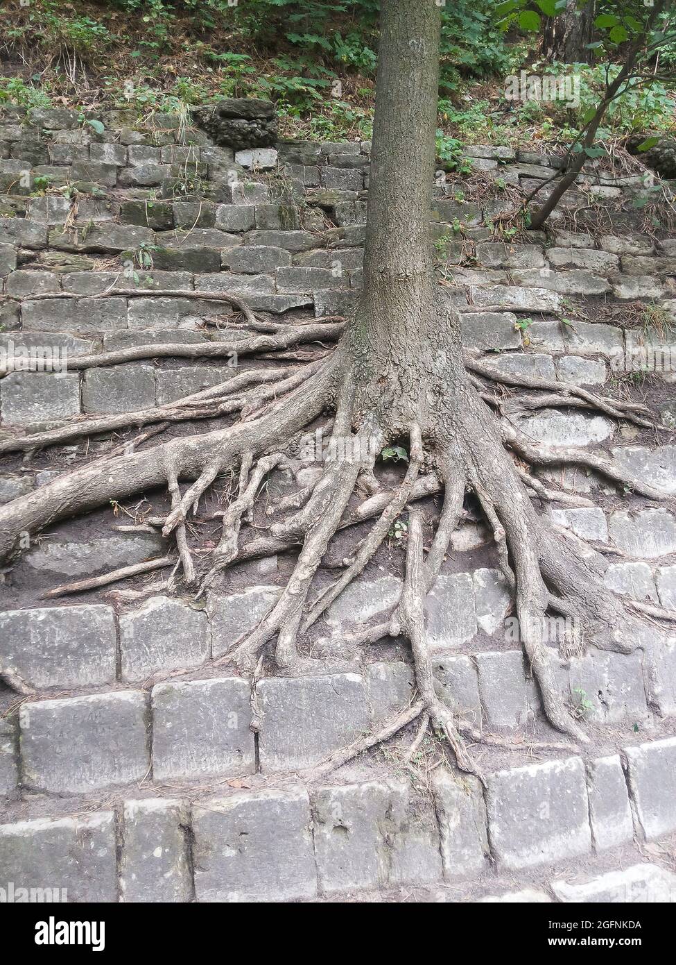 The tree grows on the stone slope of the stepped pyramid. Numerous long branches of roots crawl over the stones. Stock Photo