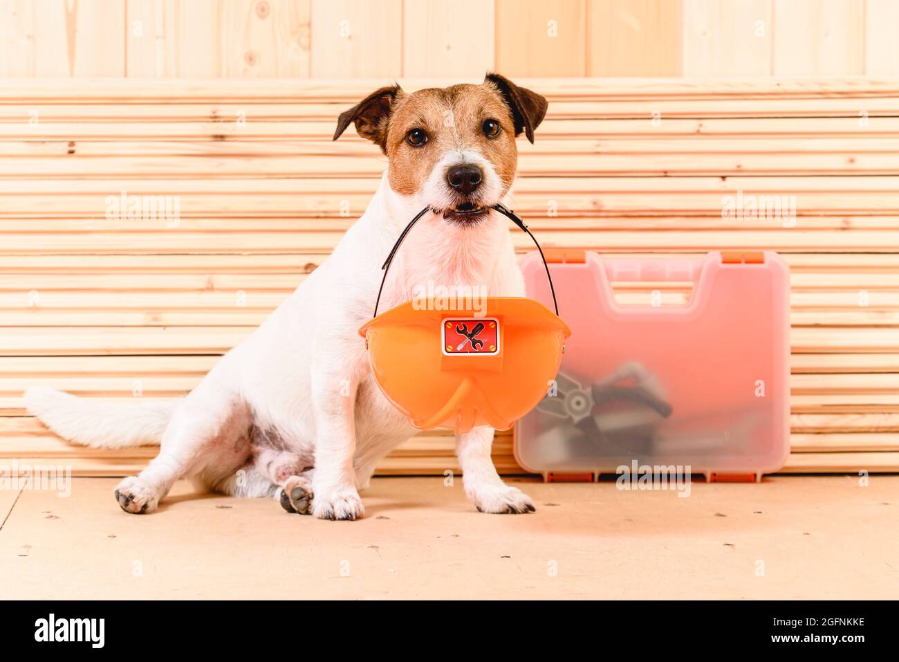 Safety first concept with cute dog holding hardhat in mouth at construction site Stock Photo