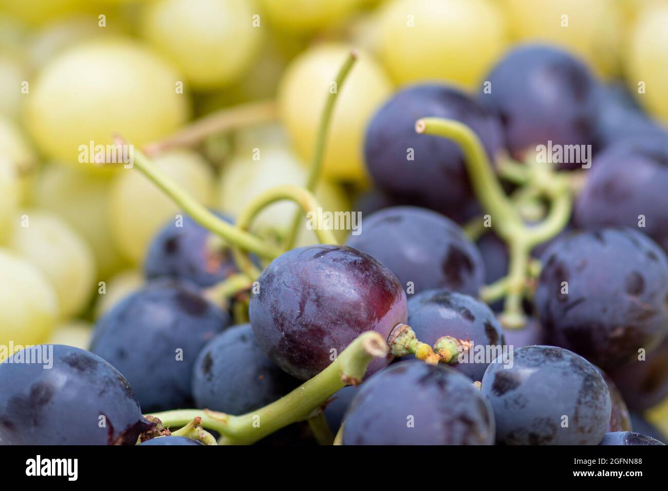 Mixed black and white table grapes fruit in a street food market, close up Stock Photo