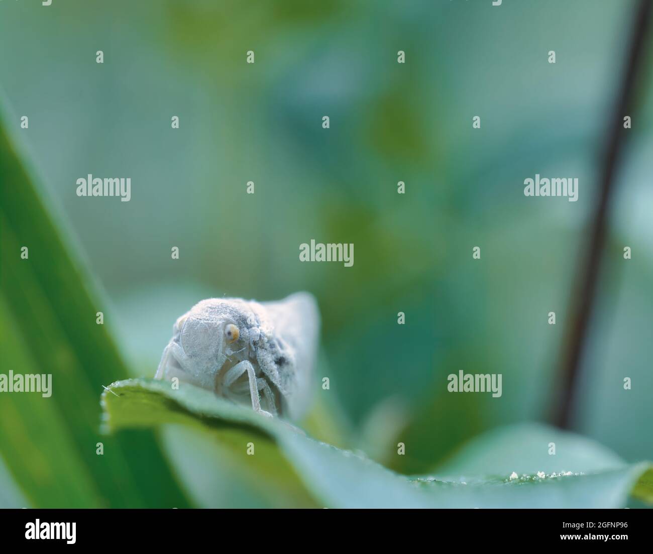 Closeup view of a caterpillar sitting on the leaf of the plant on a ...