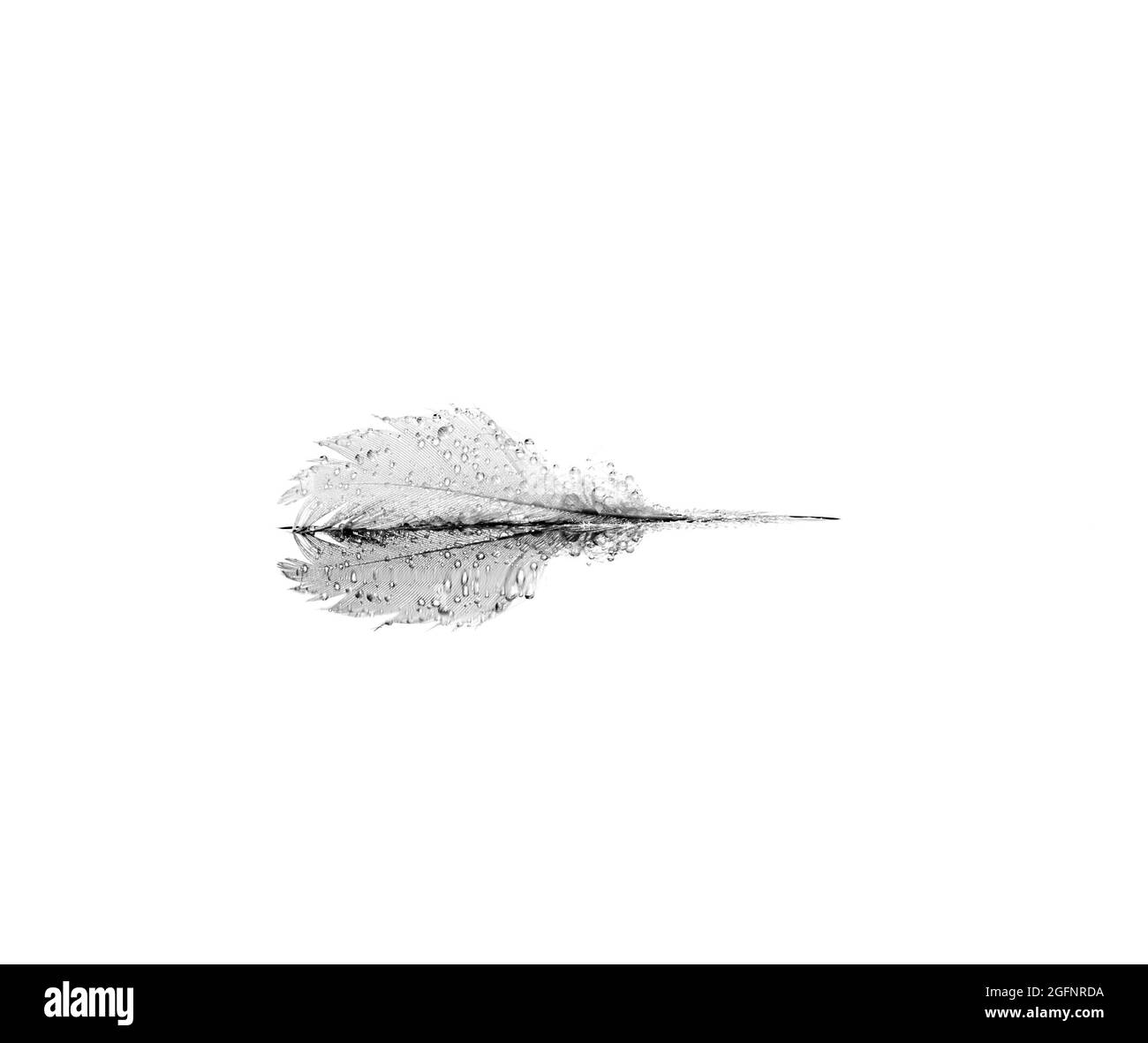 Feather in high key Stock Photo