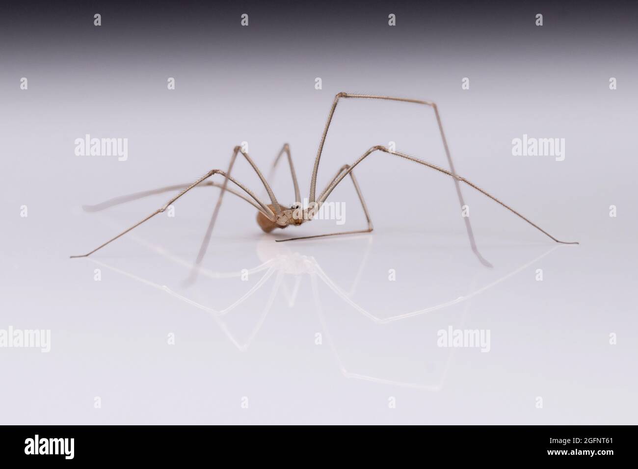 Long Legs Spider Mother Stock Photo 205620319