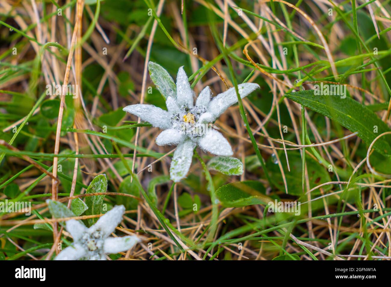 Photography of an rare and protected Edelweiss flower in it's natural habitat. Macro photography of an edelweiss Stock Photo