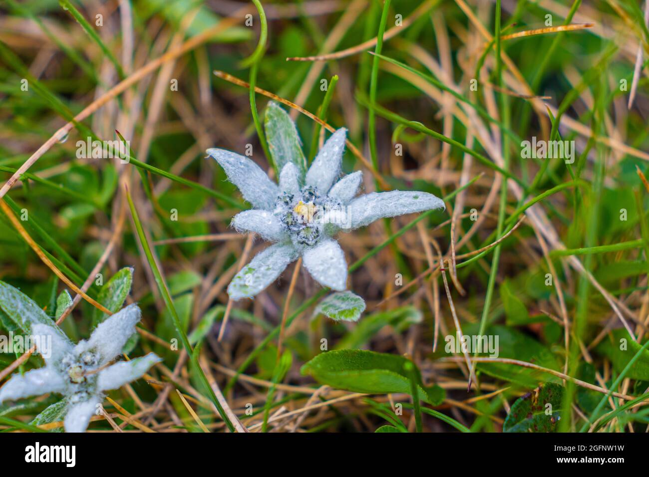 Photography of an rare and protected Edelweiss flower in it's natural habitat. Macro photography of an edelweiss Stock Photo