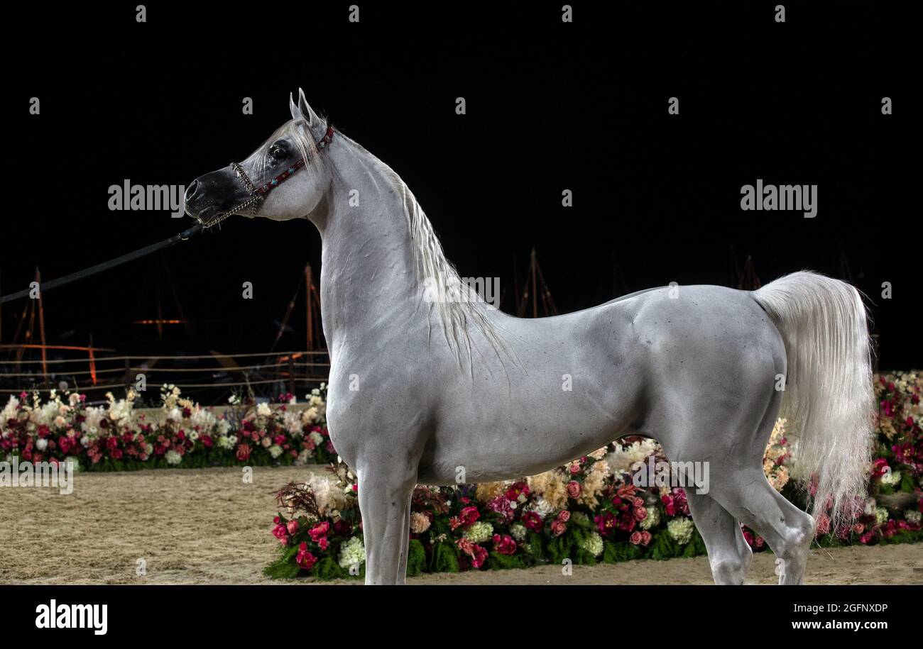 Pure Arabian Horses QATAR Stock Photo Alamy
