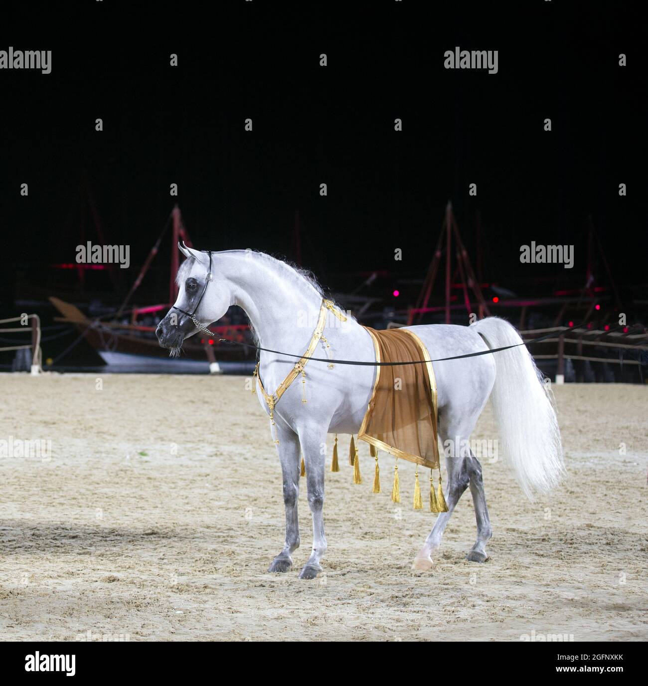 Pure Arabian Horses QATAR Stock Photo Alamy