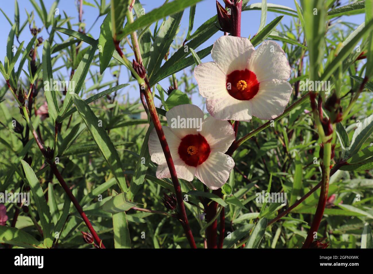 Luxor city egypt hires stock photography and images Alamy