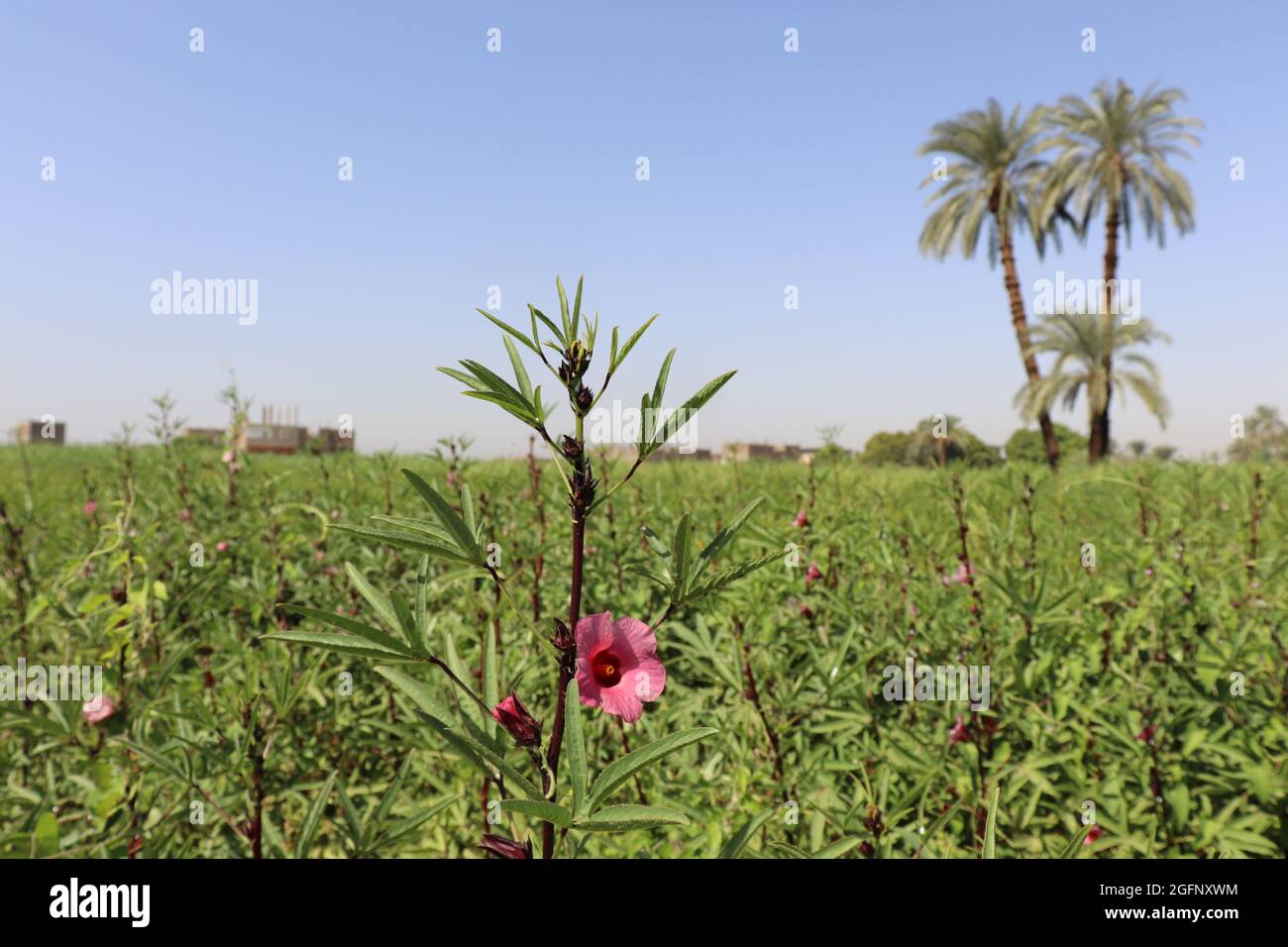 Hibiscus farms hires stock photography and images Alamy