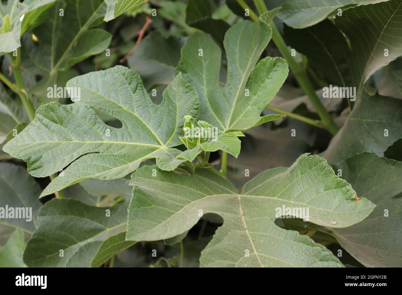 Green praying Mantis on the leaves of fig tree, luxor, egypt Stock Photo
