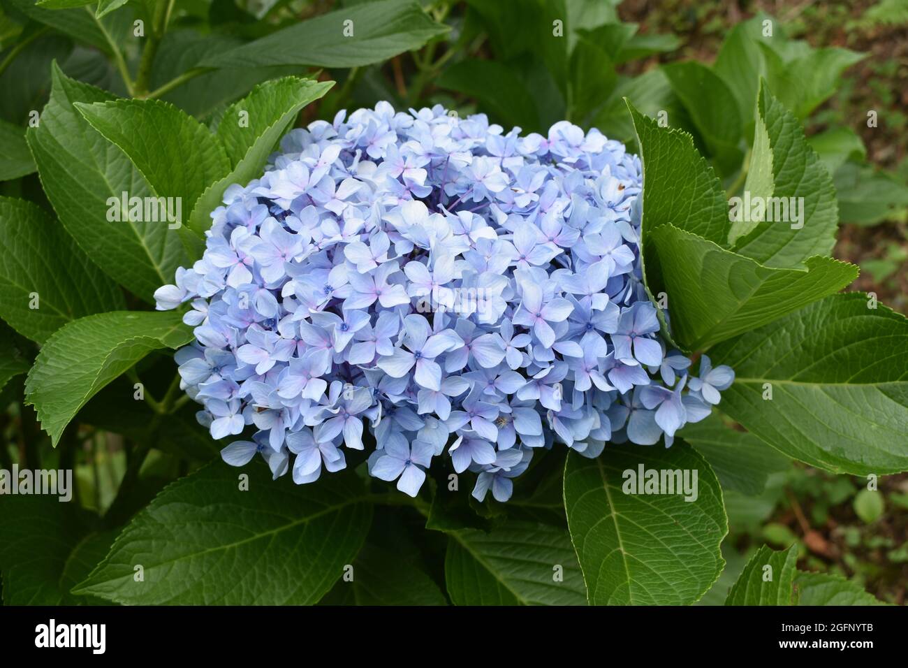 Selective closeup of blue hortensia flower in a garden Stock Photo - Alamy