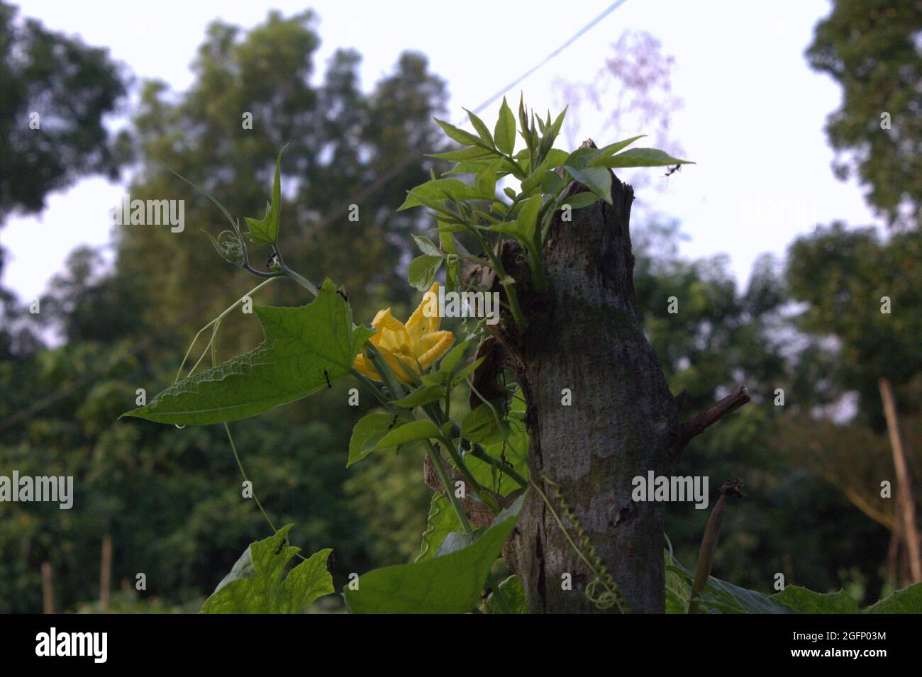 Vegetable Cultivation Stock Photo